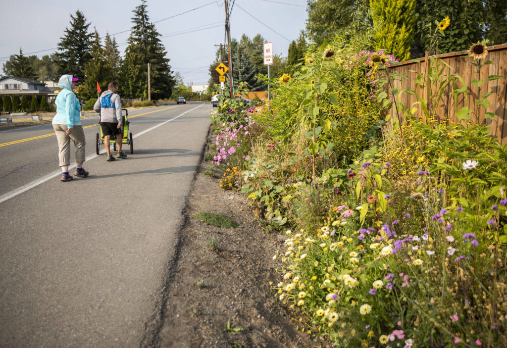 Walkers admire Turnbull’s garden along Gibson Road in Everett. (Olivia Vanni / The Herald)
