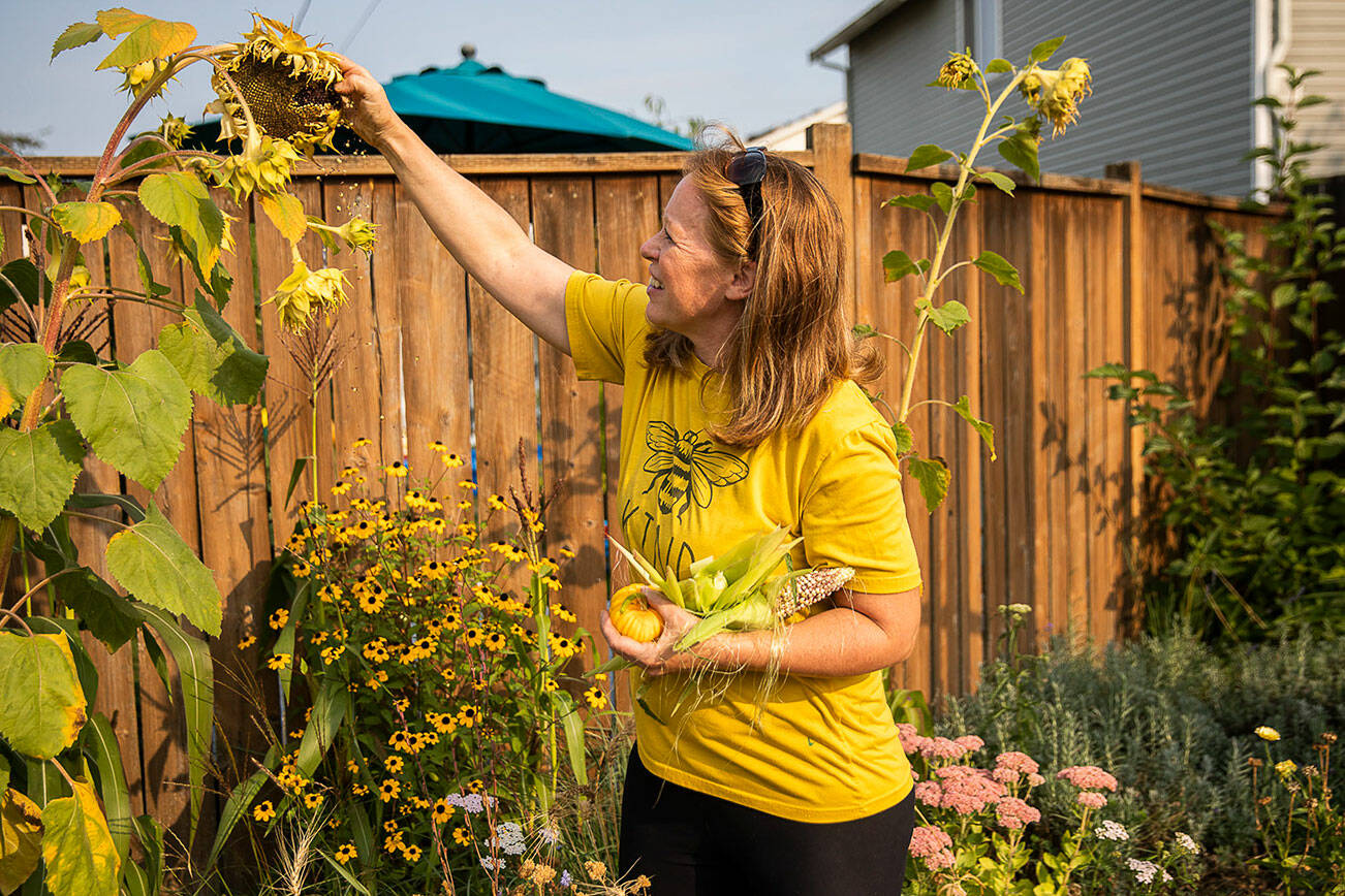 Amy Turnbull pulls seeds off of a sunflower on Wednesday, Sept. 14, 2022 in Everett, Washington. (Olivia Vanni / The Herald)