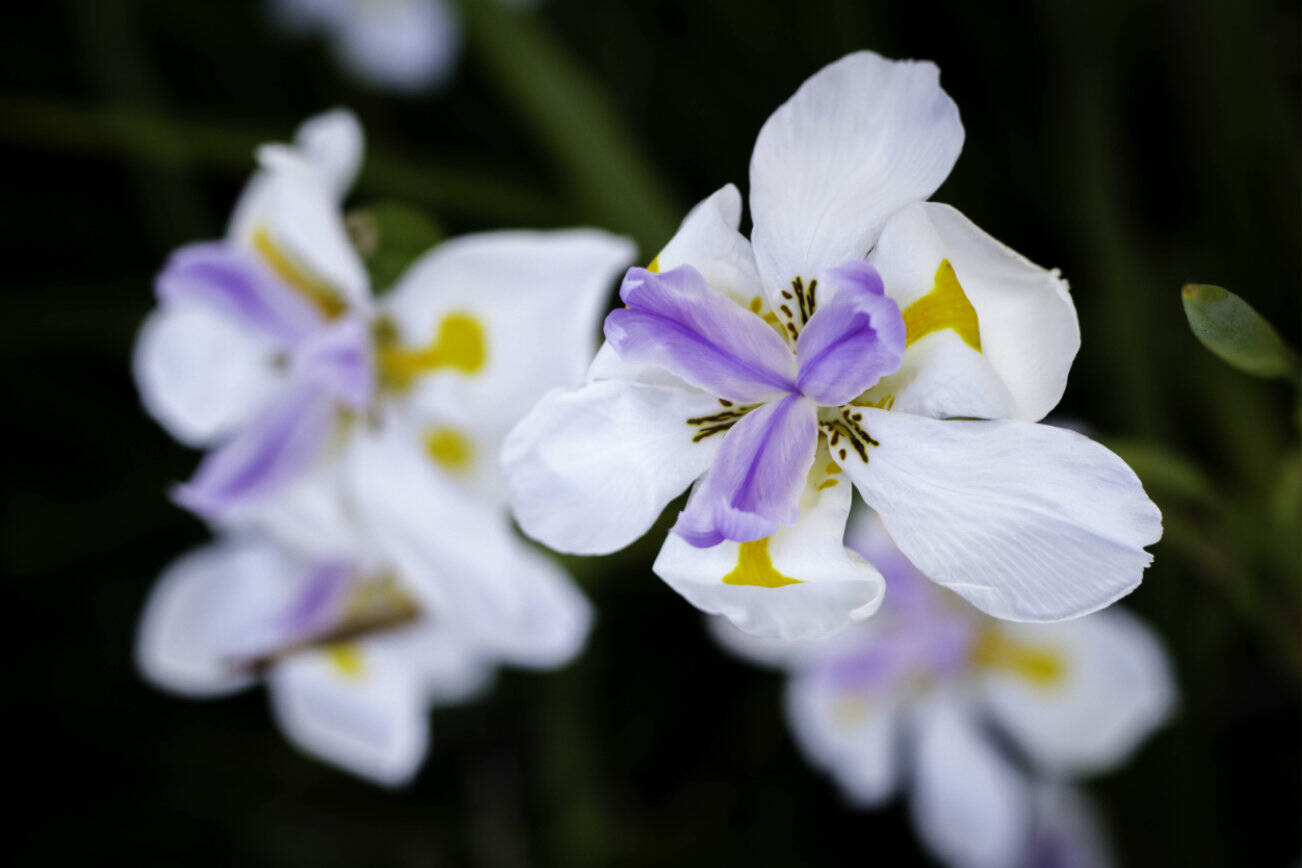 Looking at the top of multiple Wild Iris Flowers Dietes Grandiflora FLower, White, Purple, Orange Yellow Iris,