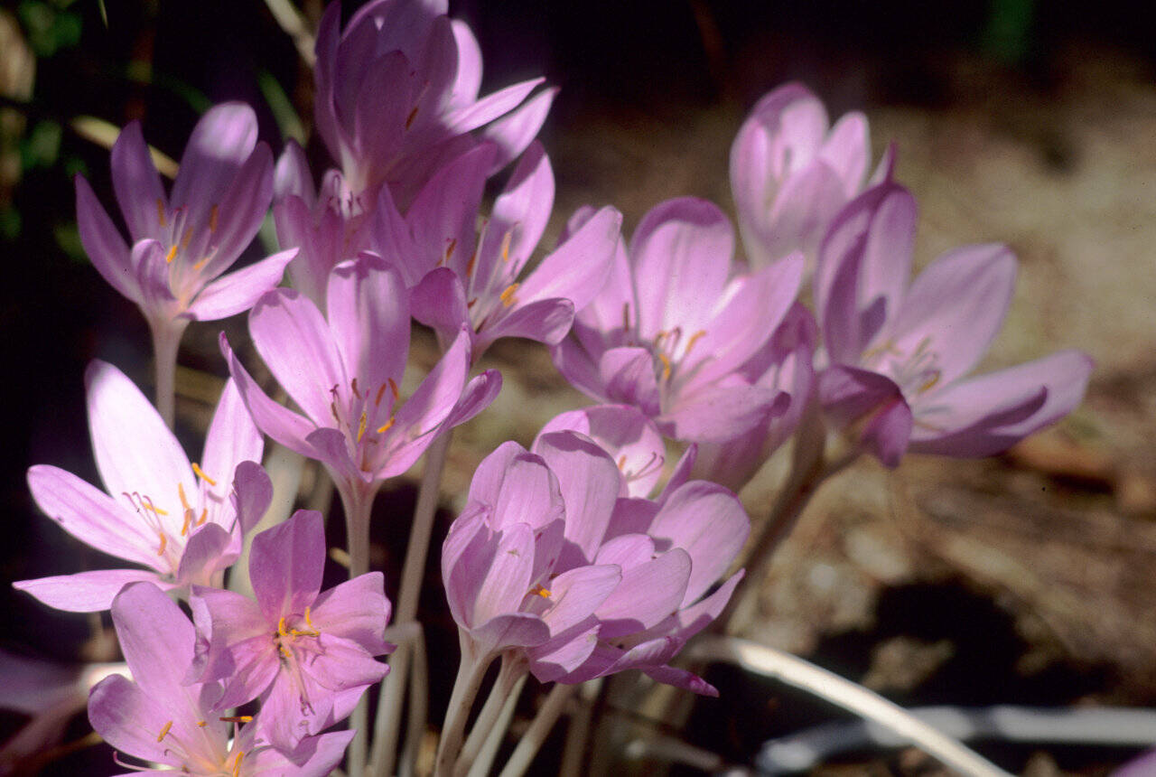 Colchicum autumnale. (Great Plant Picks)