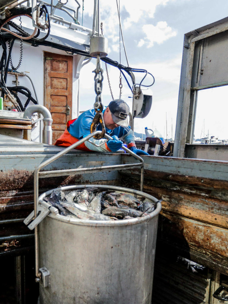 Gary Bogen guilds a bucket load of black cod out of the hold the St. John II in Bellingham on April 15. (Kevin Clark / The Herald)
