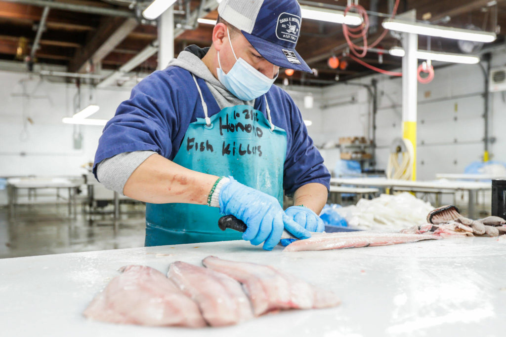 Honorio Marquez, second plant manager at Home Port Seafoods, filets a black cod in Bellingham. (Kevin Clark / The Herald)
