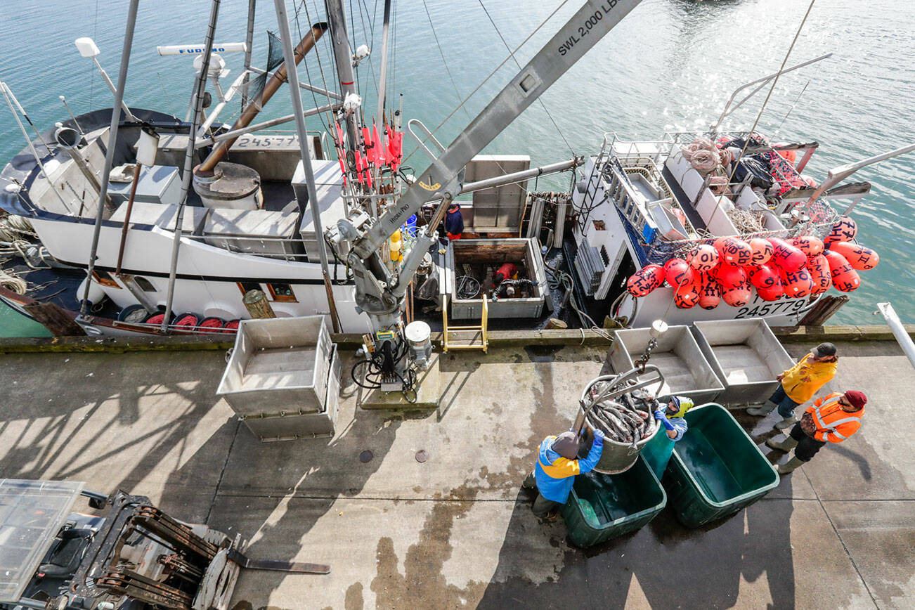 The St. John II, is unloaded at Home Port Seafoods in Bellingham, Washington on April 15, 2022. (Kevin Clark / The Herald)