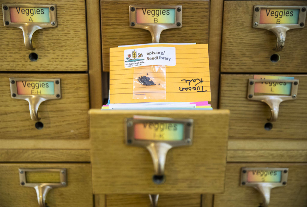 Tuscan kale seeds available along with a handful of other vegetable, flower and fruit seeds at Everett Library’s new Seed Library on Friday, in Everett. (Olivia Vanni / The Herald) 
