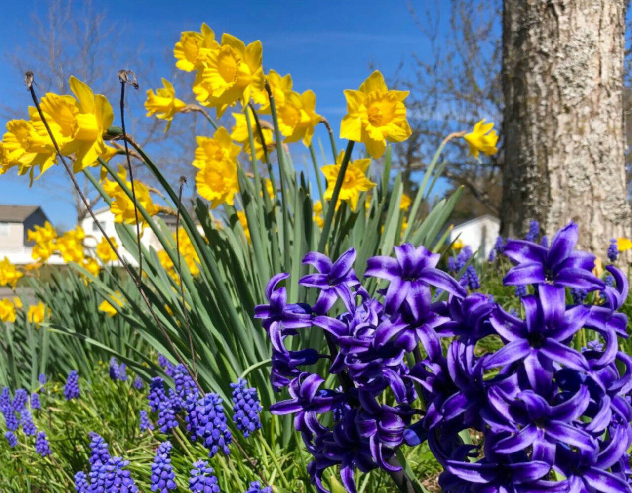 Plants grown from bulbs will provide major pops of color next spring.