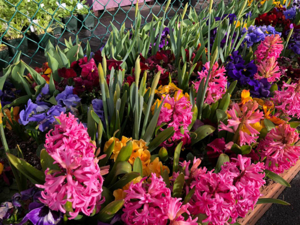 Bulbs are best planted in drifts, not rows.
