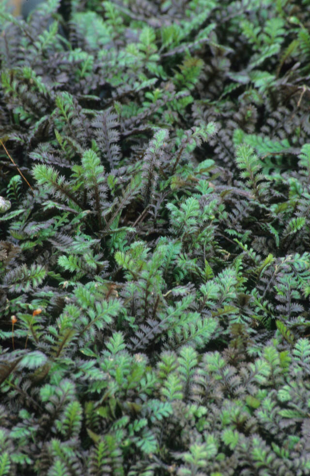 Leptinella squalida ‘Platt’s Black’, commonly called Platt’s Black brass buttons. (Great Plant Picks)