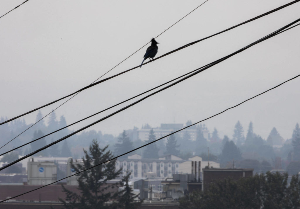 A Stellar’s jay is silhouetted against a smoky backdrop where the Cascades would normally be visible on Monday, in Everett. (Olivia Vanni / The Herald) 
