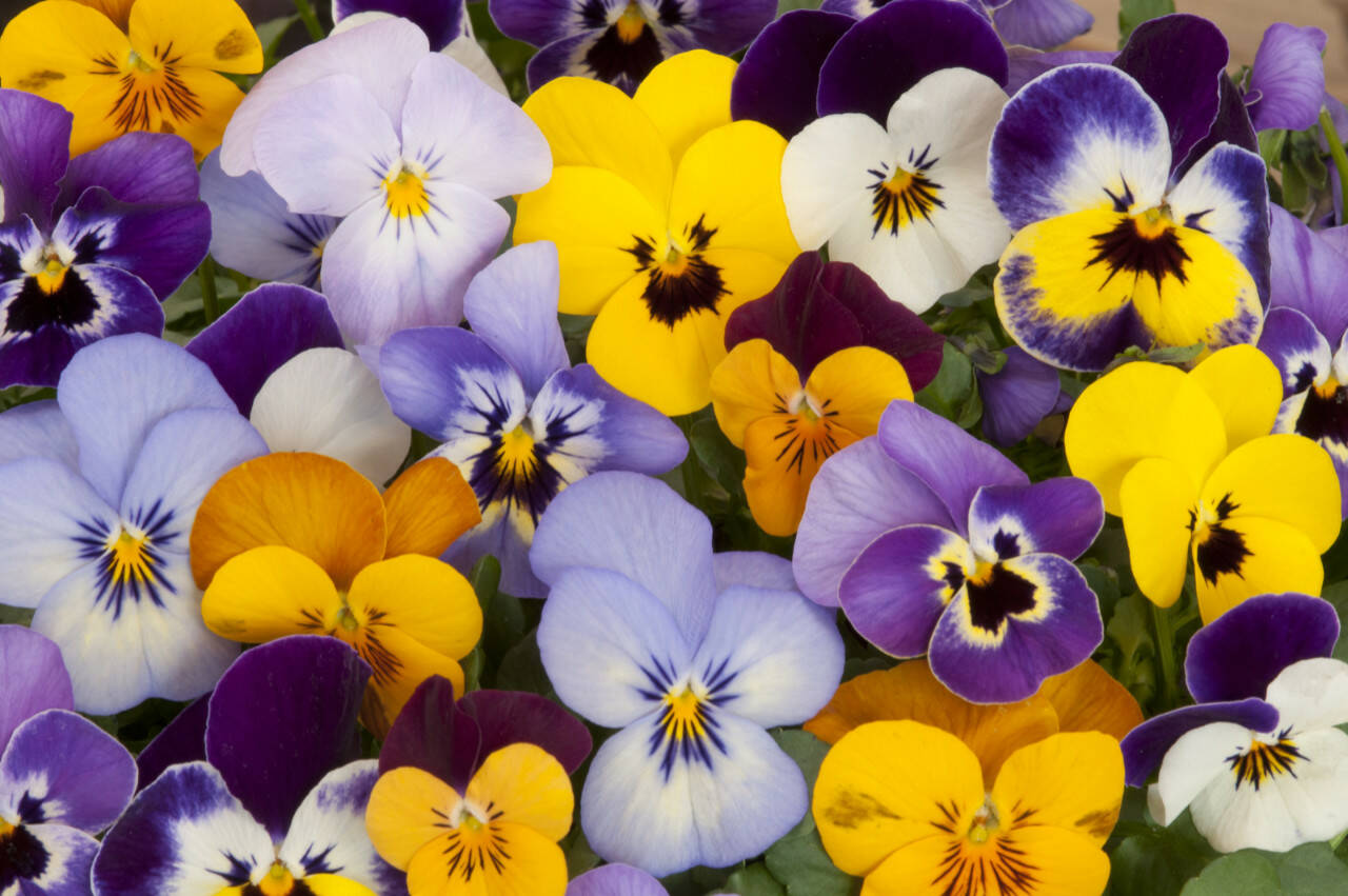 Seeking a fresh look in his garden, Steve Smith replaced more than 100 geraniums with pansies and violas. (Getty Images)