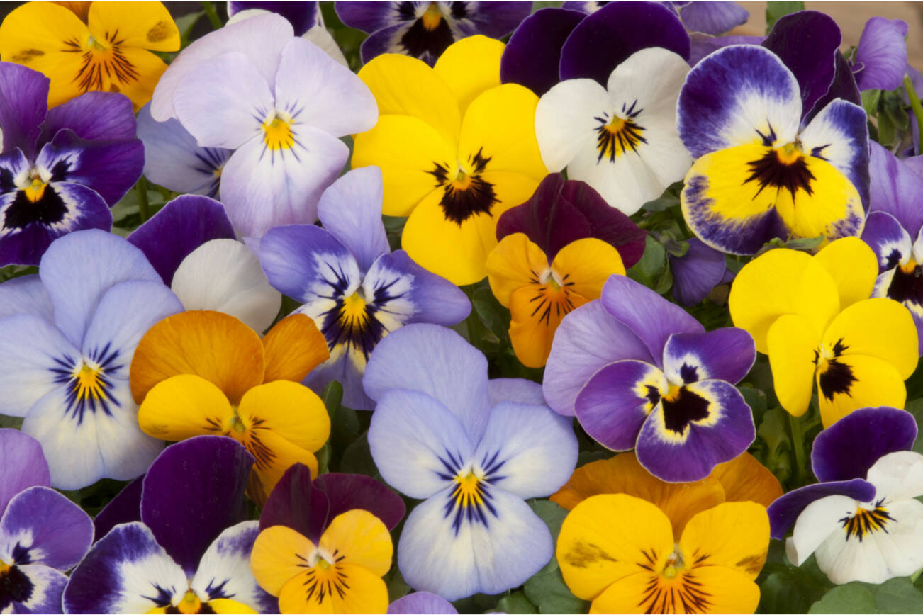 mixed pansies in garden