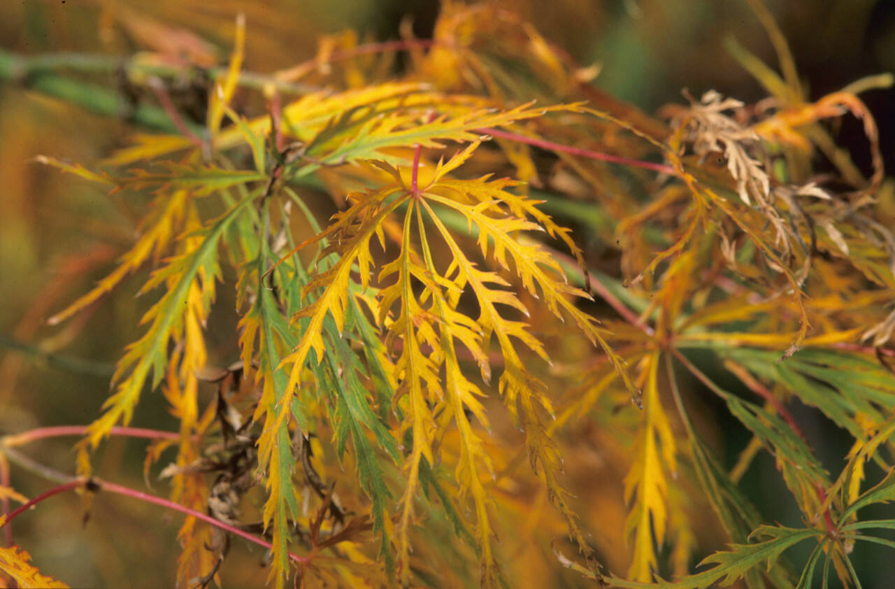 Acer palmatum ‘Viridis,’ commonly called green laceleaf Japanese maple. (Great Plant Picks)