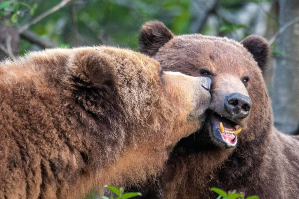 Bears greet each other on Chichagof Island. (Elleana Elliott)
