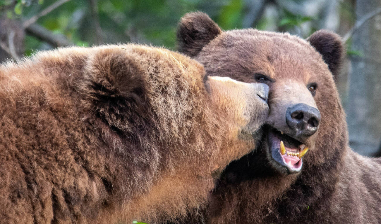 Bears greet each other on Chichagof Island. (Courtesy Photo / Elleana Elliott)