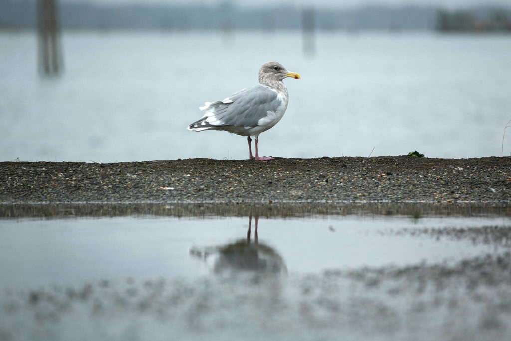 A seagull is reflected in pooling water as a steady rain comes down over the Port of Everett on Friday, in Everett. (Ryan Berry / The Herald) 
