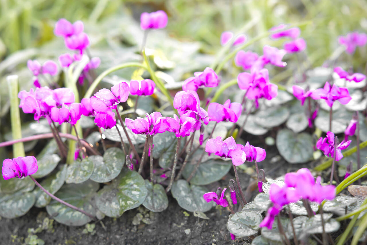 Cyclamen coum is similar to Cyclamen hederifolium, only with a different blooming schedule. (Getty Images)