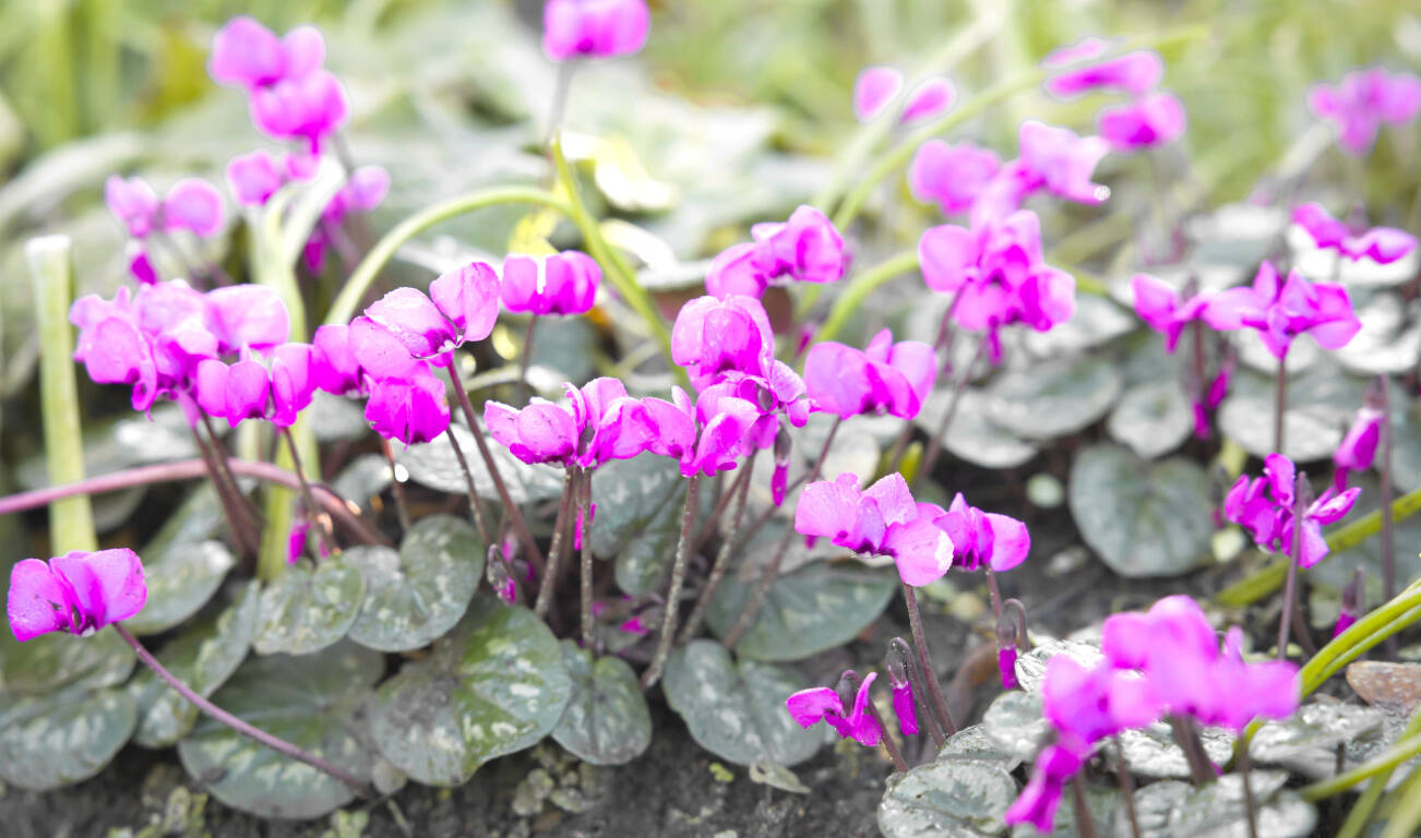 Cyclamens, cyclamen coum, flowering in a UK garden in winter