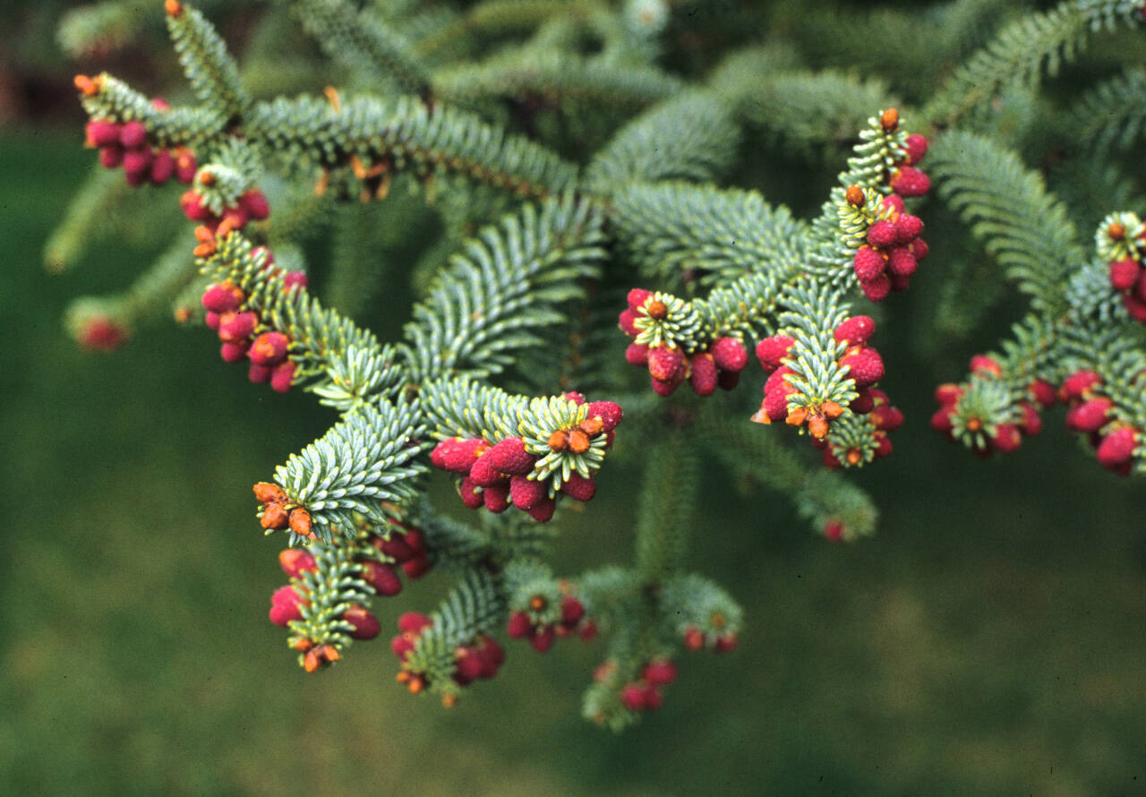 Abies pinsapo, commonly called Spanish fir. (Great Plant Picks)