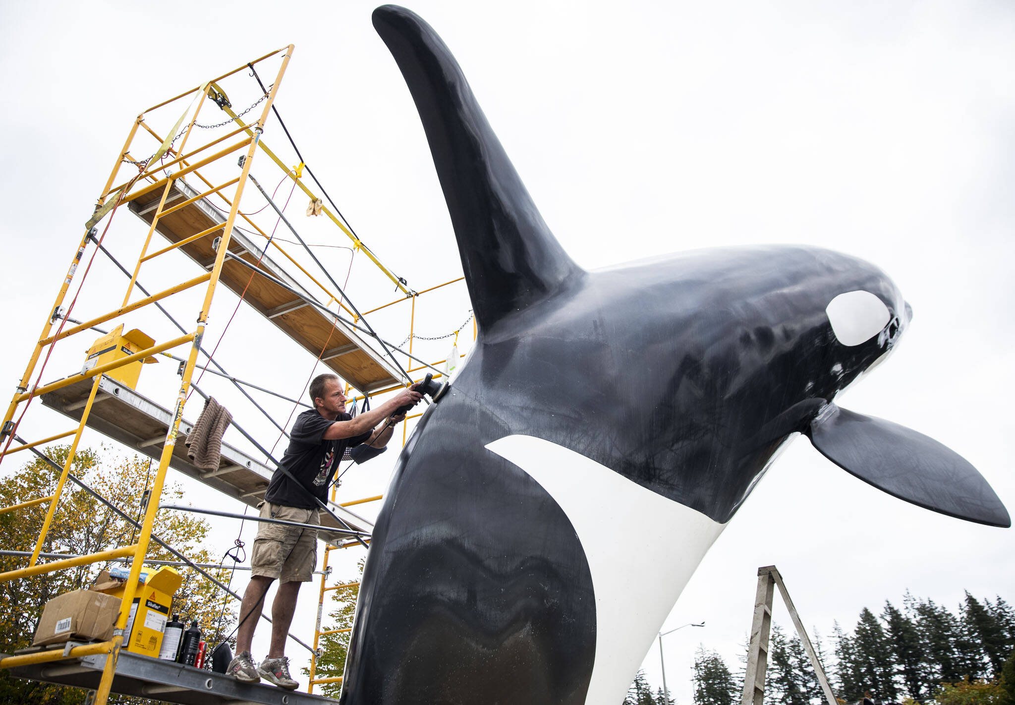 Dana Foy, of AAA Super Clean, buffs a life-size orca fixture in one of the Tulalip Resort and Casino fountains on Sept. 22, in Tulalip. (Olivia Vanni / The Herald)