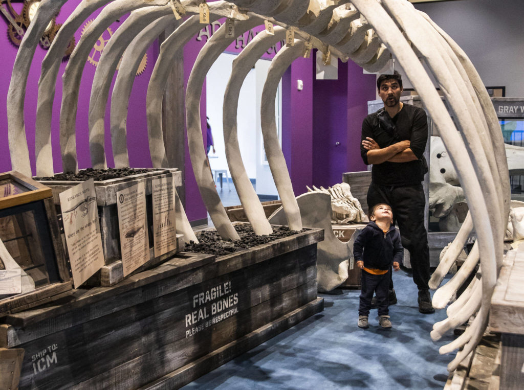 The Deldin family makes their way under the ribcage of a whale at the Imagine Children’s Museum on Oct. 26, in Everett. (Olivia Vanni / The Herald)
