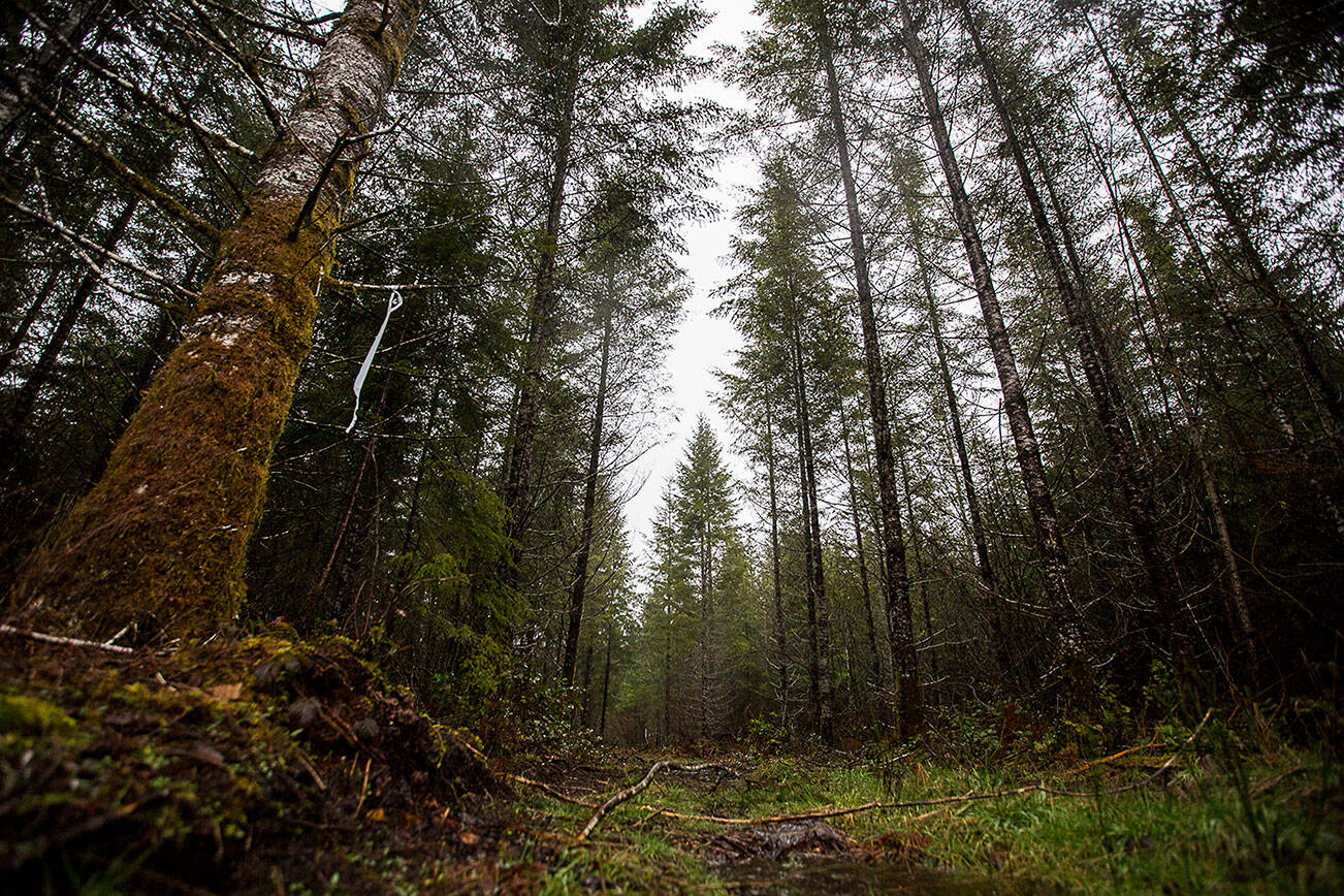 An access road leads into plot of land located in north Darrington that could potentially be used to build a 30-acre Wood Innovation Center, which will house CLT manufacturing and modular building companies on Tuesday, Jan. 12, 2021 in Darrington, Wa. (Olivia Vanni / The Herald)