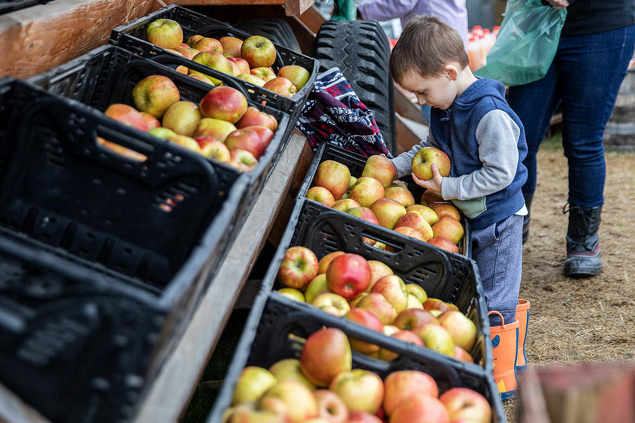 Bruce Hallenbeck, 4, picks out Honeycrisp apples for his family at Swans Trail Farms on Wednesday, Oct. 26, 2022 in Snohomish, Washington. The farm is now closed for the season. (Olivia Vanni / The Herald)