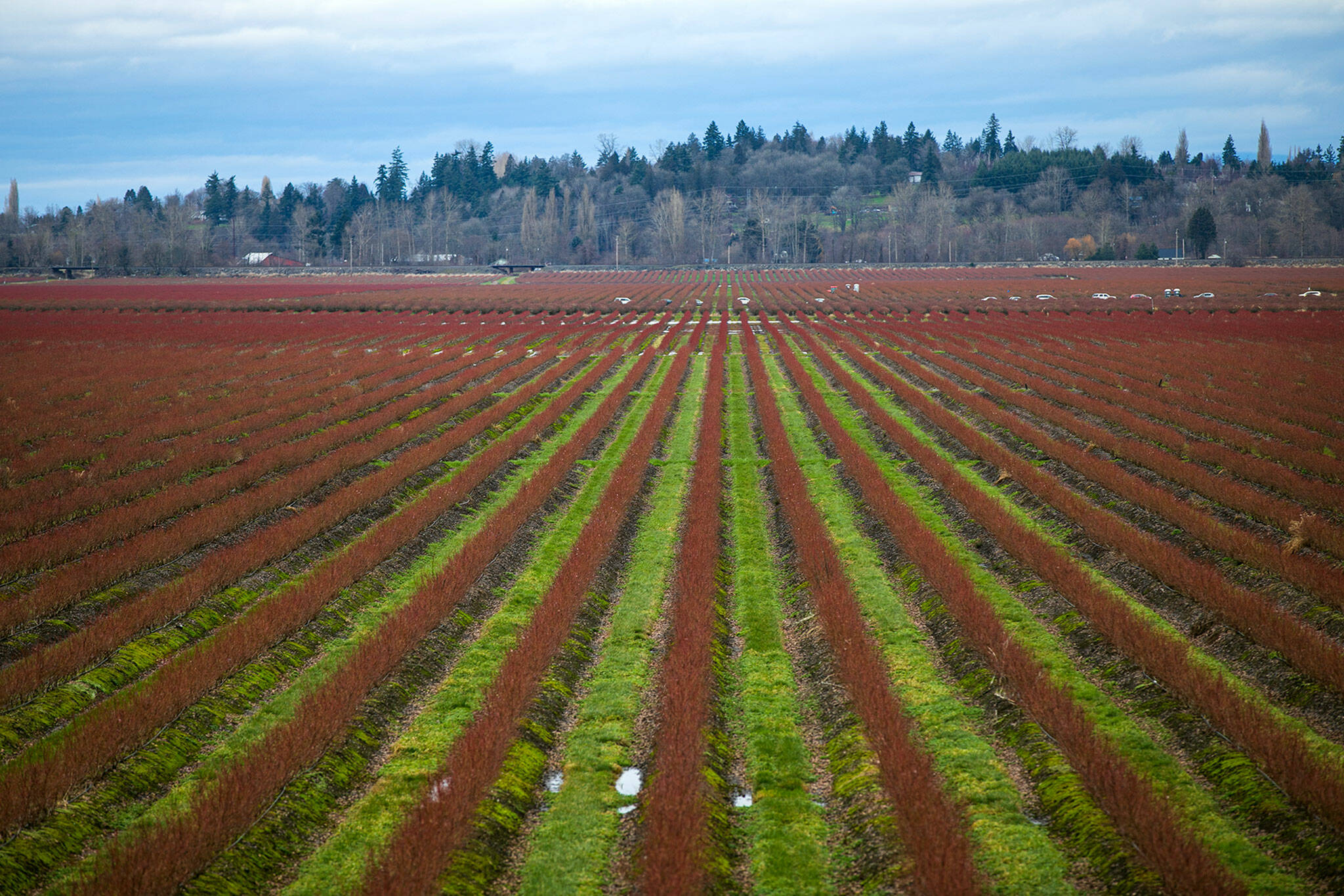 Blueberries grow in fields along the Snohomish Valley on Feb. 4, in Snohomish. (Ryan Berry / The Herald)