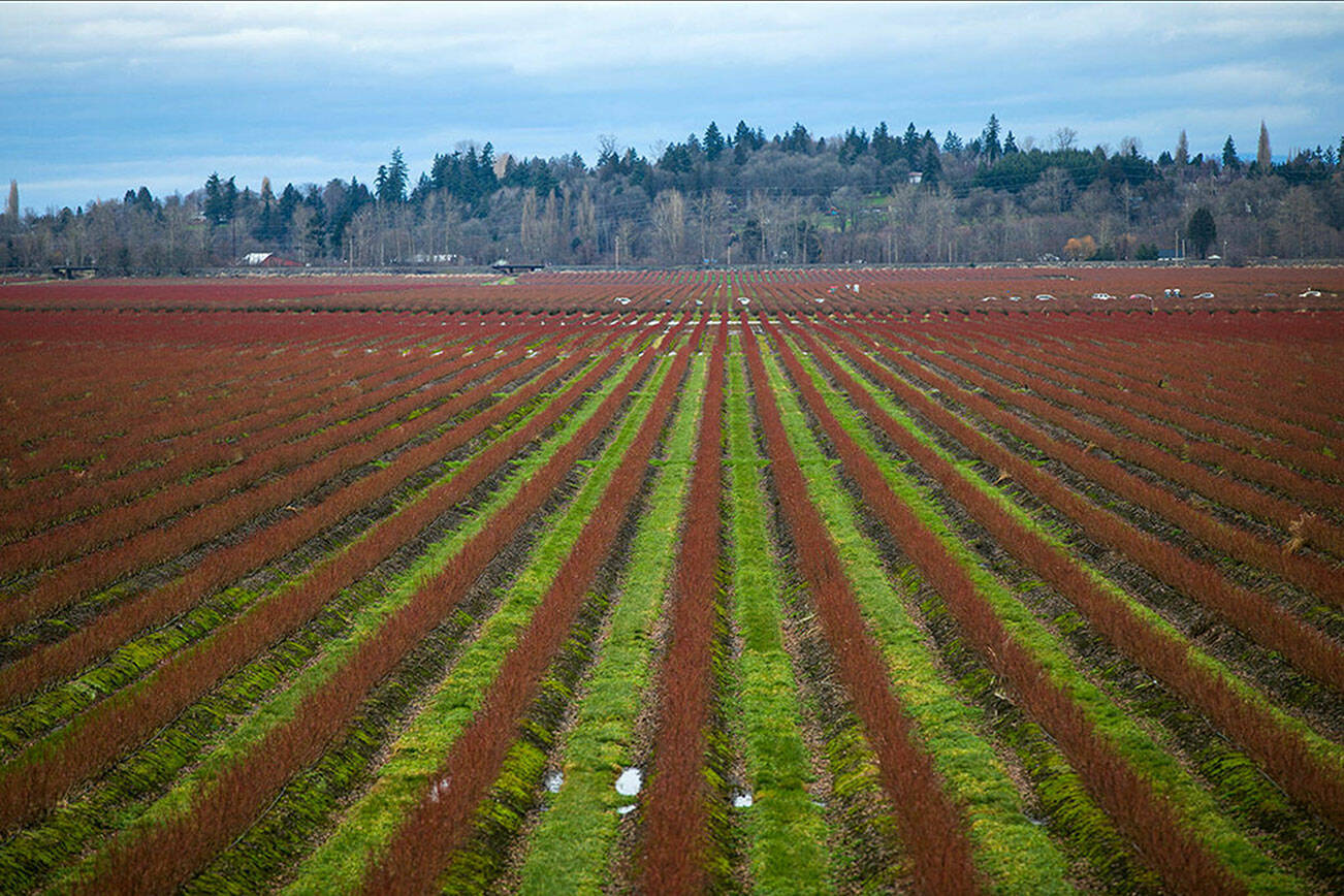 Blueberries grow in fields along the Snohomish Valley Friday, Feb. 4, 2022, in Snohomish, Washington. (Ryan Berry / The Herald)