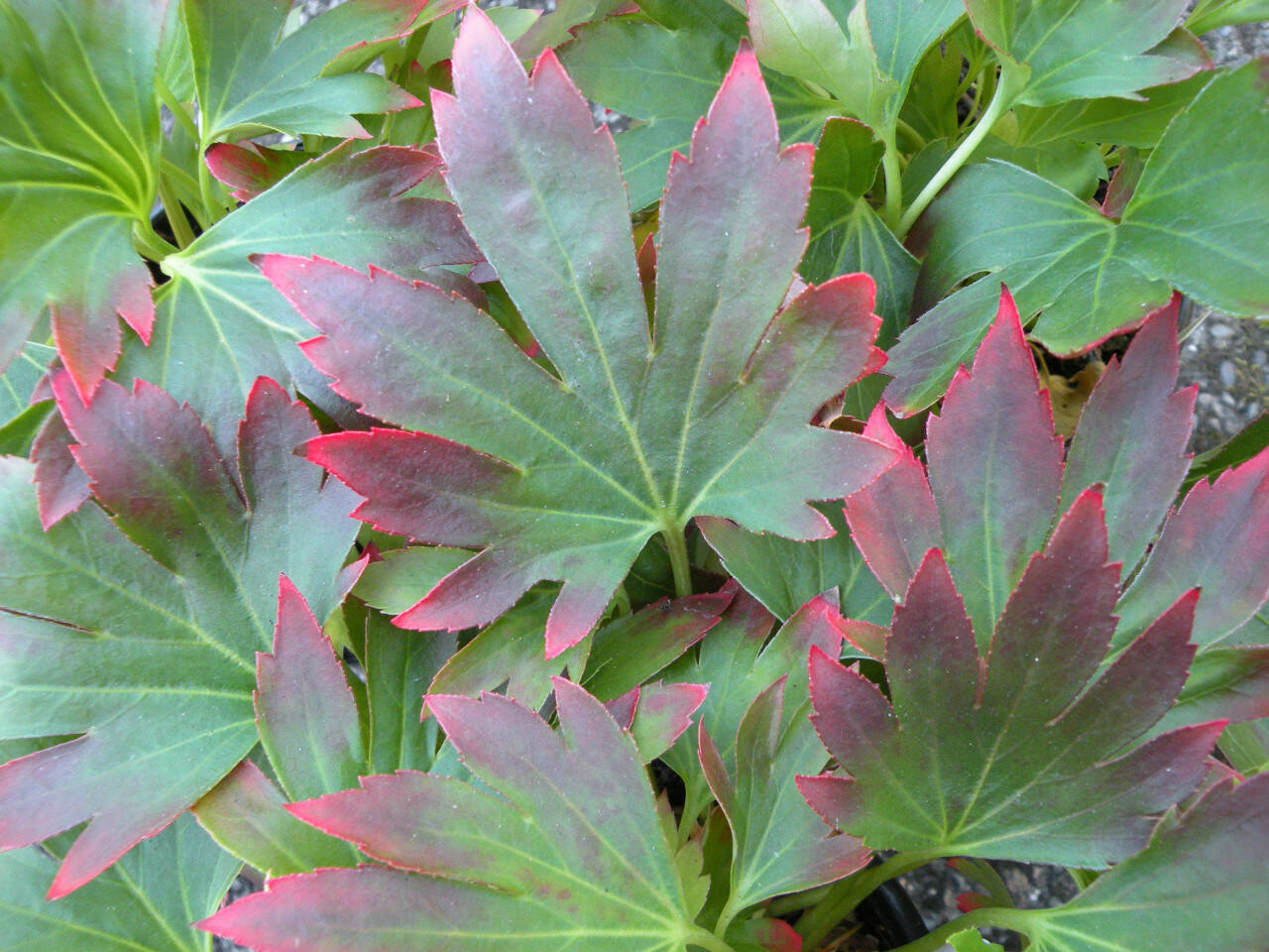 Crimson Fans mukdenia (Rick Peterson)