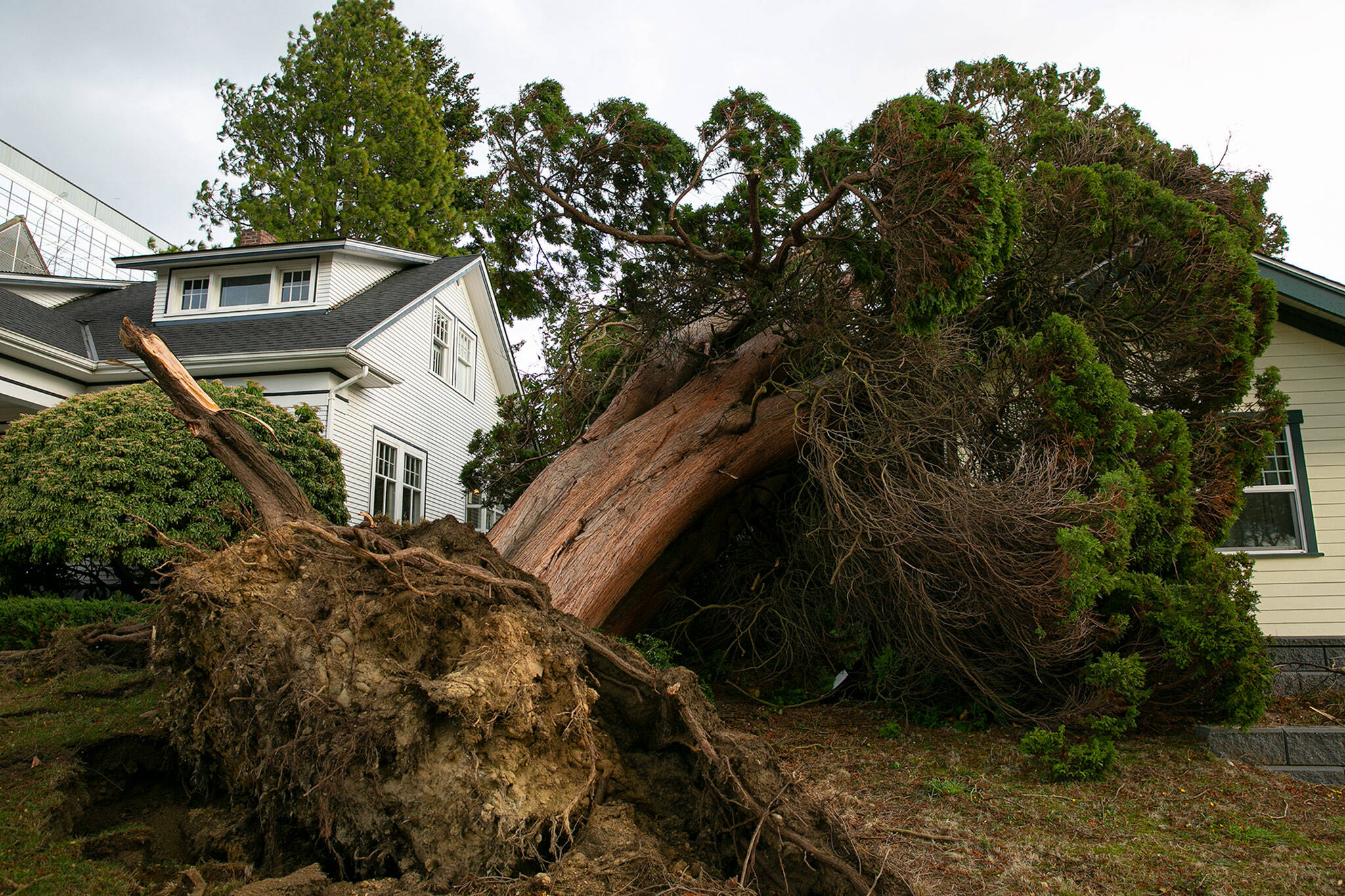 A large cedar tree leans on a north Everett home after being completely uprooted during an overnight wind storm Saturday, in Everett. The owners of the house were home when the gigantic tree fell, but were unscathed in the incident. (Ryan Berry / The Herald)