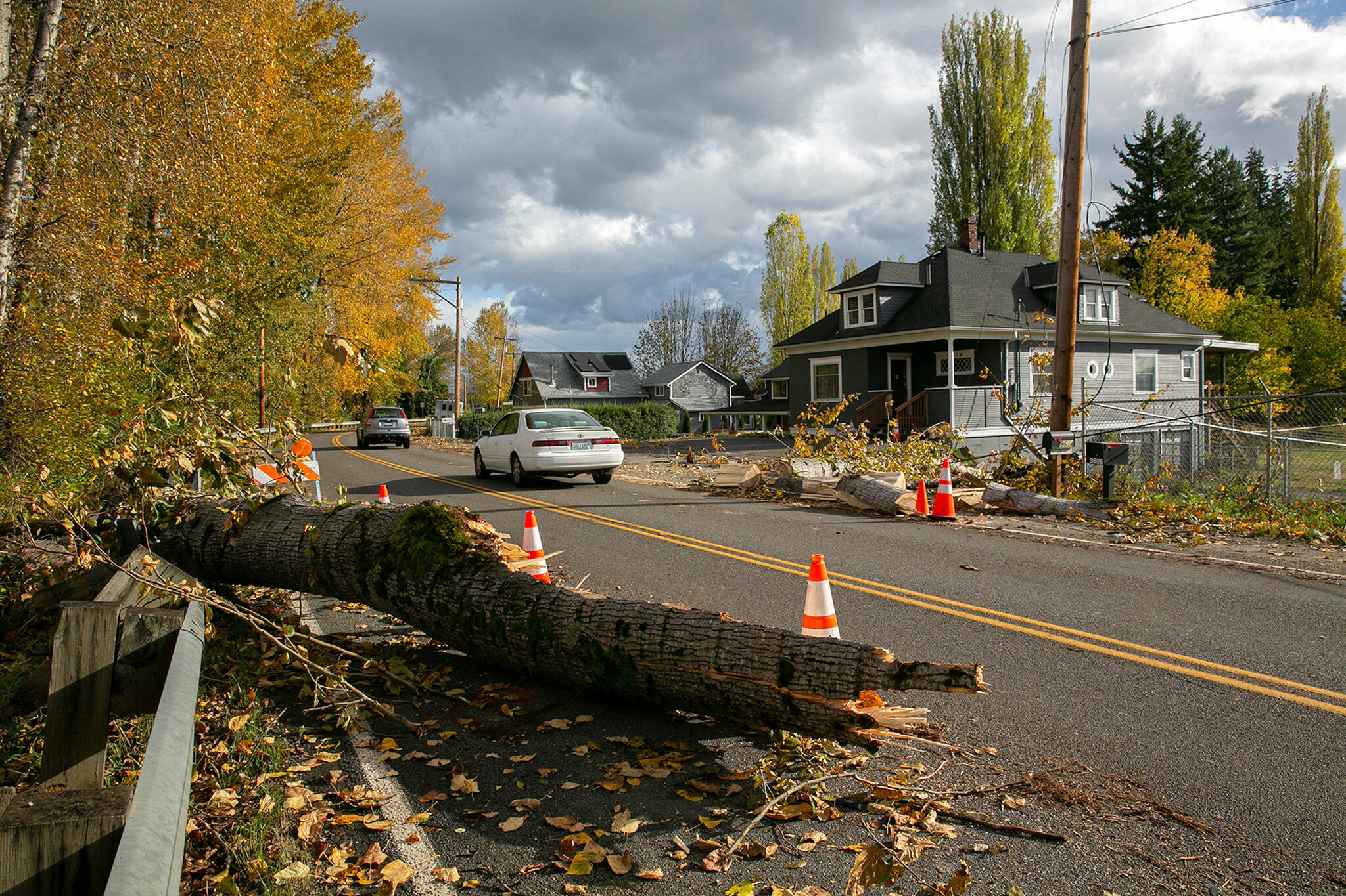 Vehicles pass between pieces of a large cottonwood that came down over Lowell Snohomish River Road, crushing a guardrail and taking out power lines, during an overnight wind storm Saturday, in Snohomish. (Ryan Berry / The Herald)
