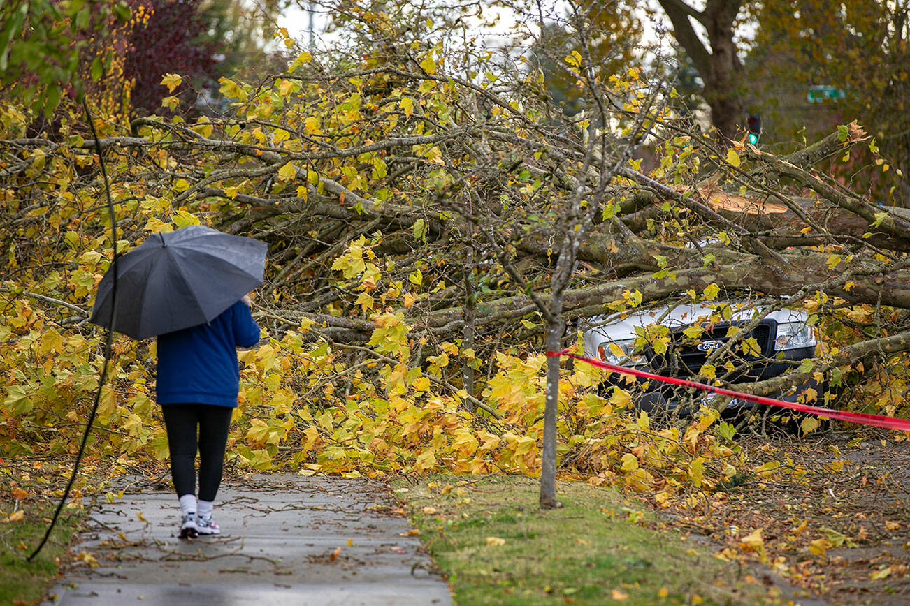 A woman diverts from her walk on Colby Avenue to take a closer look at a pickup truck that was partly crushed by a fallen tree during an overnight wind storm Saturday, Nov. 5, 2022, in north Everett, Washington. (Ryan Berry / The Herald)