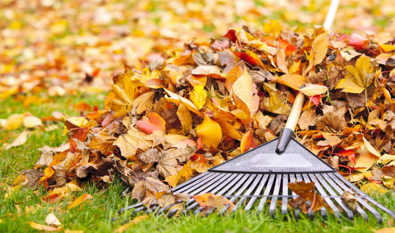 Pile of fall leaves with fan rake on lawn