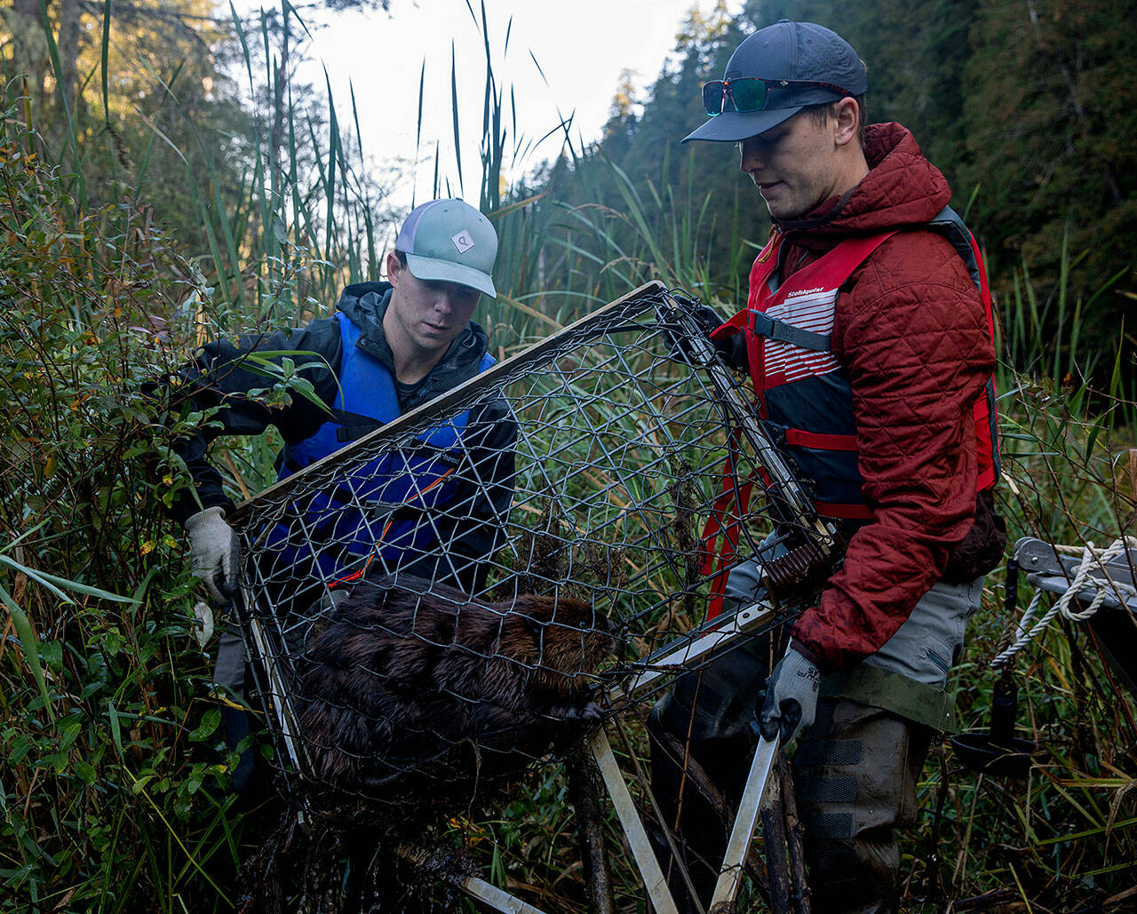 Wildlife Biologists (left) Glenn Meador and Dylan Collins, from Tulalip Tribe Natural Resources, lift a trapped North American Beaver into a boat at Naval Radio Station Jim Creek, Washington, Oct. 12. The Tulalip Beaver Project relocates “nuisance” beavers from urban and suburban areas to hydrologically impaired tributaries in the upper Snohomish Watershed for the improvement of fish rearing habitat and fresh water storage. (U.S. Navy photo by Mass Communication Specialist 2nd Class Ethan Soto)