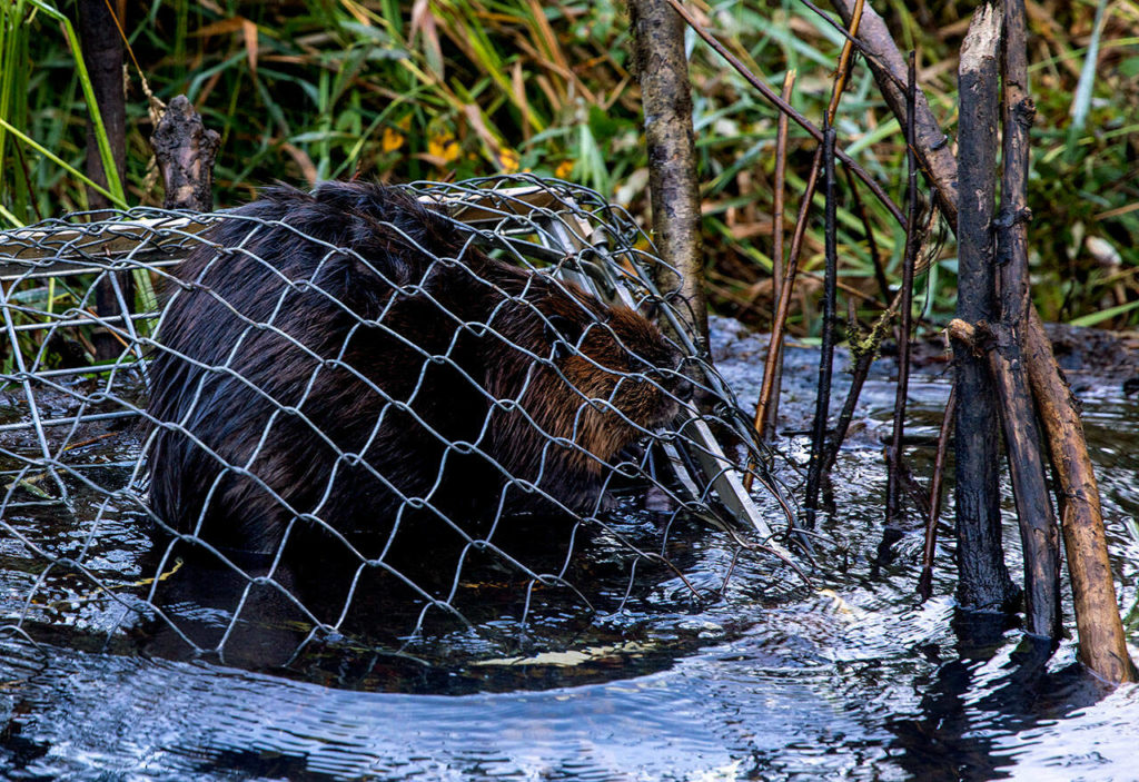 A North American Beaver sits in a trap placed by Tulalip Tribe Natural Resources at Naval Radio Station Jim Creek, Washington, Oct. 12. The Tulalip Beaver Project relocates “nuisance” beavers from urban and suburban areas to hydrologically impaired tributaries in the upper Snohomish Watershed for the improvement of fish rearing habitat and fresh water storage. (U.S. Navy photo by Mass Communication Specialist 2nd Class Ethan Soto)
