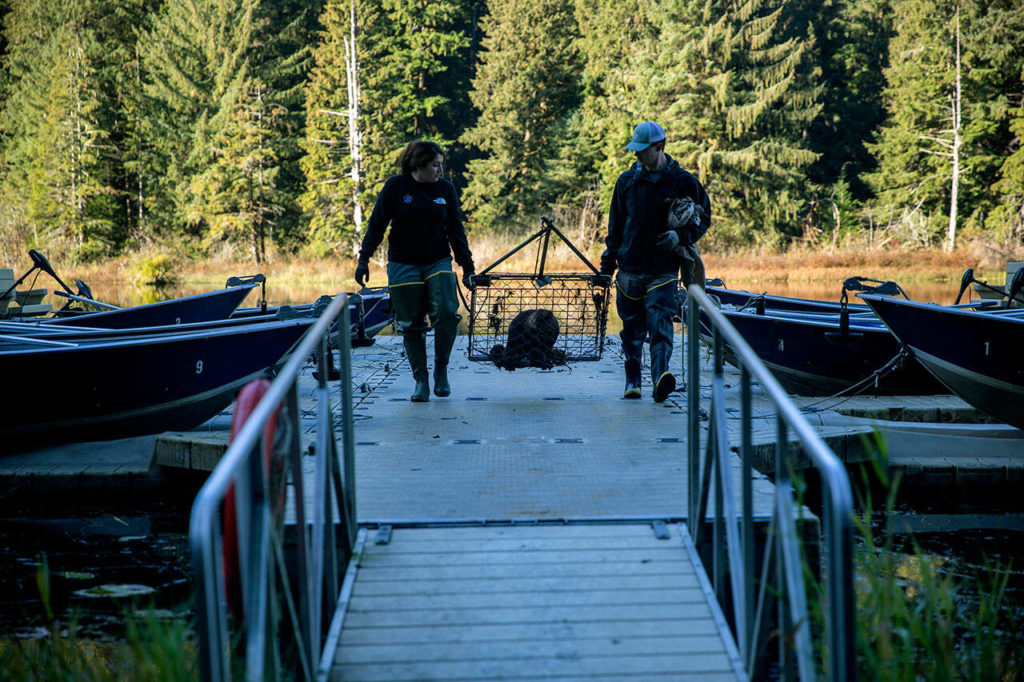 Wildlife Biologists (left) Annalei Leese and Glenn Meador, from Tulalip Tribe Natural Resources, carry a trapped North American Beaver towards a vehicle at Naval Radio Station Jim Creek, Washington, Oct. 12. The Tulalip Beaver Project relocates “nuisance” beavers from urban and suburban areas to hydrologically impaired tributaries in the upper Snohomish Watershed for the improvement of fish rearing habitat and fresh water storage. (U.S. Navy photo by Mass Communication Specialist 2nd Class Ethan Soto)
