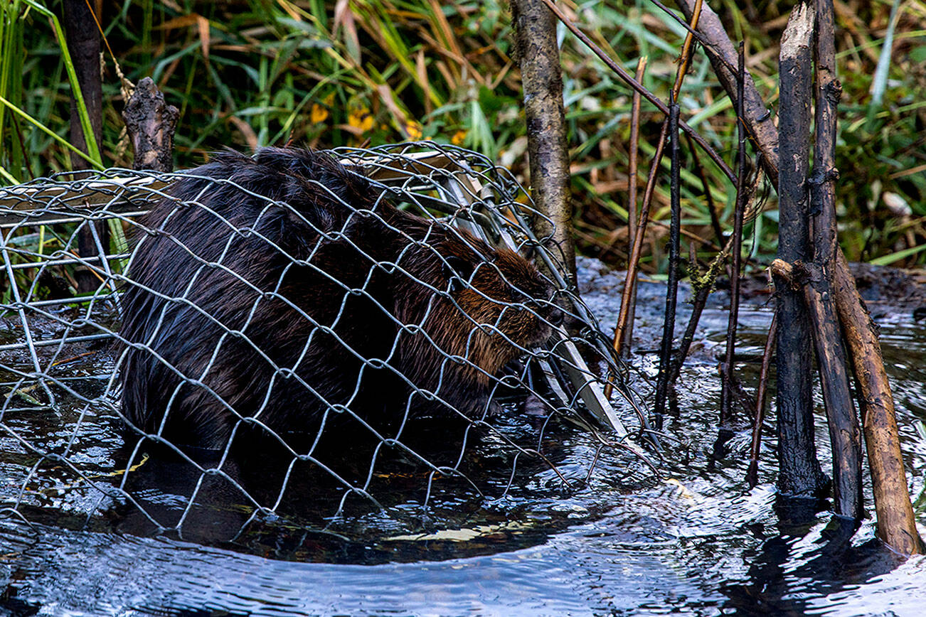 A North American Beaver sits in a trap placed by Tulalip Tribe Natural Resources at Naval Radio Station Jim Creek, Washington, Oct. 12. The Tulalip Beaver Project relocates "nuisance" beavers from (sub)urban areas to hydrologically impaired tributaries in the upper Snohomish Watershed for the improvement of fish rearing habitat and fresh water storage. (U.S. Navy photo by Mass Communication Specialist 2nd Class Ethan Soto)