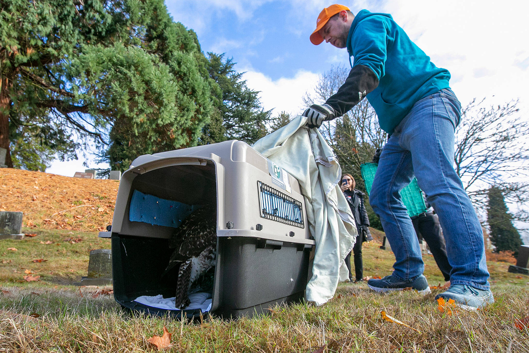 Jeff Brown, wildlife naturalist with PAWS, pulls back a sheet to allow a rehabilitated red-tailed hawk back into the wild Wednesday, Nov. 23, 2022, at Evergreen Cemetery in Everett, Washington. (Ryan Berry / The Herald)