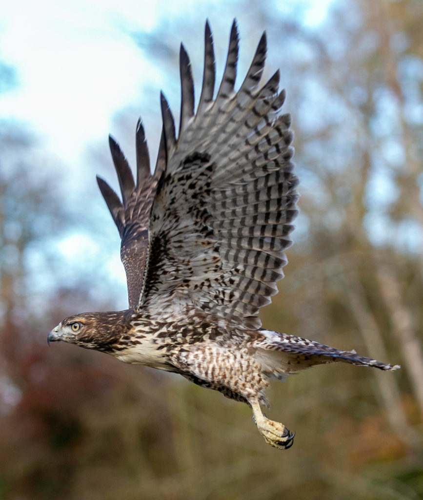 A young red-tailed hawk takes flight after being released back into the wild by members of PAWS Wednesday, Nov. 23, 2022, at Evergreen Cemetery in Everett, Washington. (Ryan Berry / The Herald)

