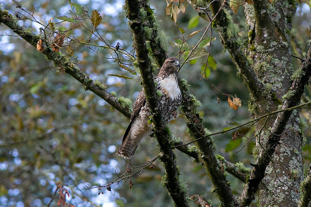 A young red-tailed hawk takes a moment in a nearby tree after being released from a carrier Wednesday, Nov. 23, 2022, at Evergreen Cemetery in Everett, Washington. (Ryan Berry / The Herald)