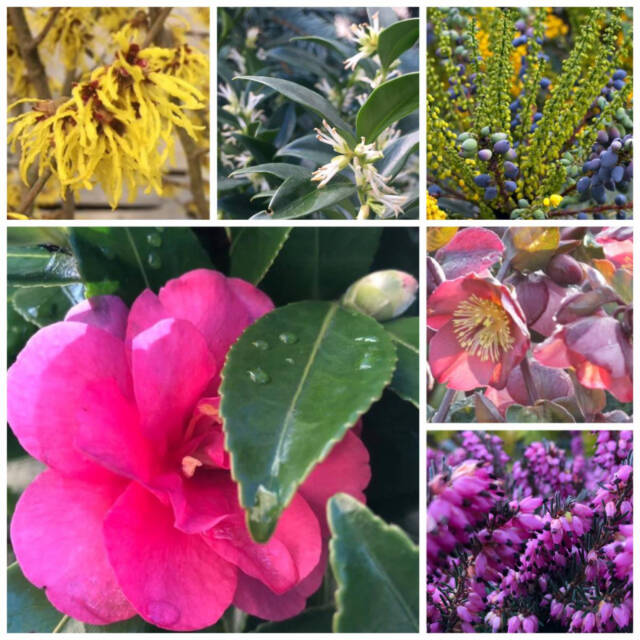 A collage of plants that bloom in winter -- perfect for Christmastime.