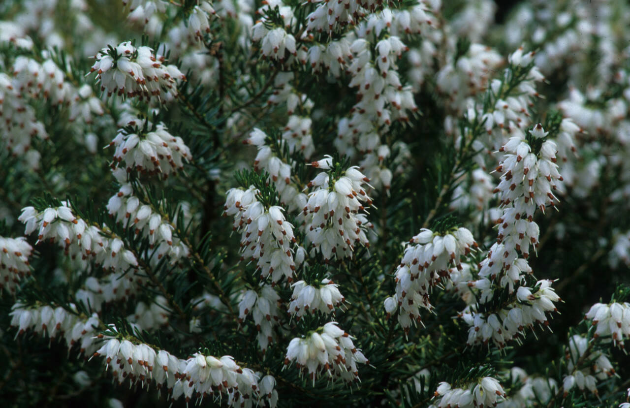 Erica × darleyensis ‘White Perfection’. (Richie Steffen)