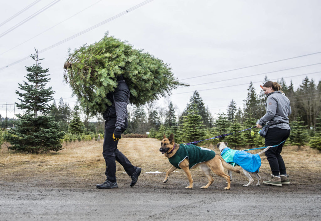Anthony Parra carries a tree over his shoulder at Pilchuck Secret Valley Tree Farm on Monday, in Arlington. (Olivia Vanni / The Herald)
