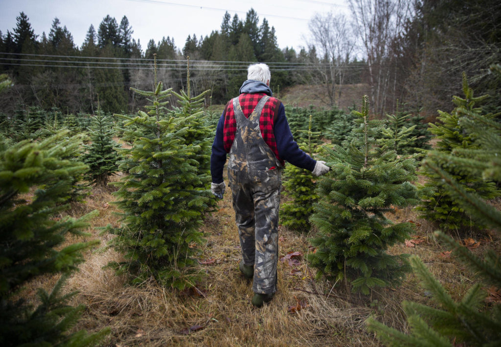 Pilchuck Secret Valley Tree Farm owner Paul Dierck walks through a row of trees on Monday, in Arlington. (Olivia Vanni / The Herald)
