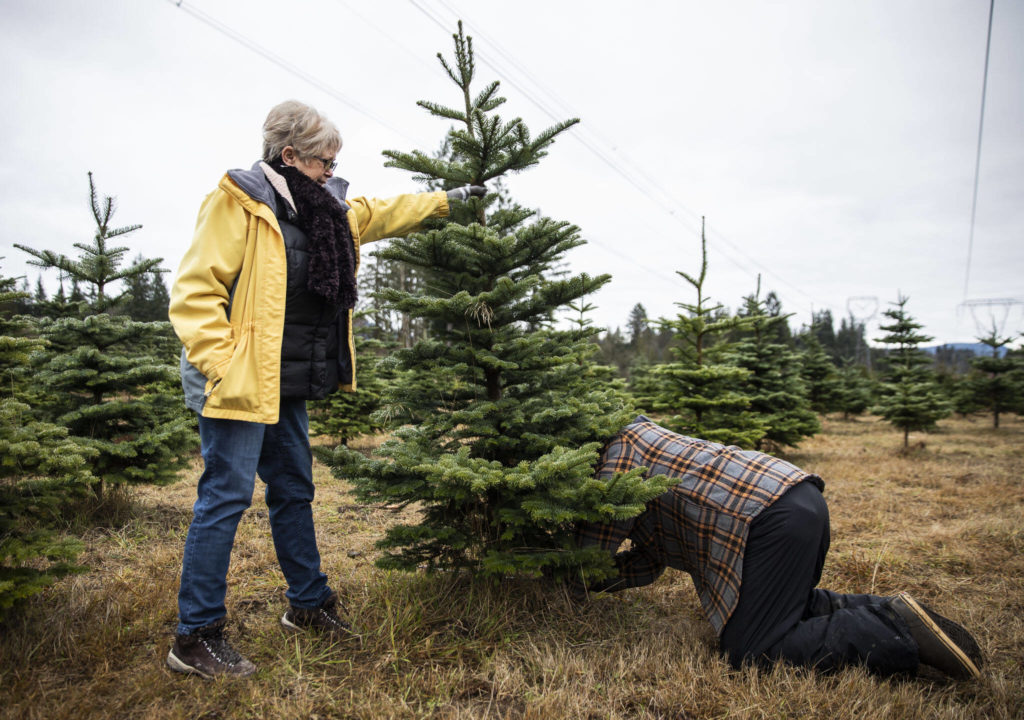 Sheri and Karl Wiedersophn cut down their Noble Fir Christmas tree at Pilchuck Secret Valley Tree Farm on Monday, in Arlington. (Olivia Vanni / The Herald)
