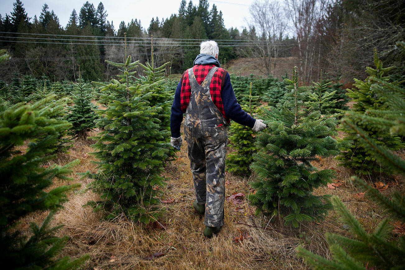 Pilchuck Secret Valley Tree Farm owner Paul Dierck walks through a row of trees on Monday, Dec. 5, 2022 in Arlington, Washington. (Olivia Vanni / The Herald)