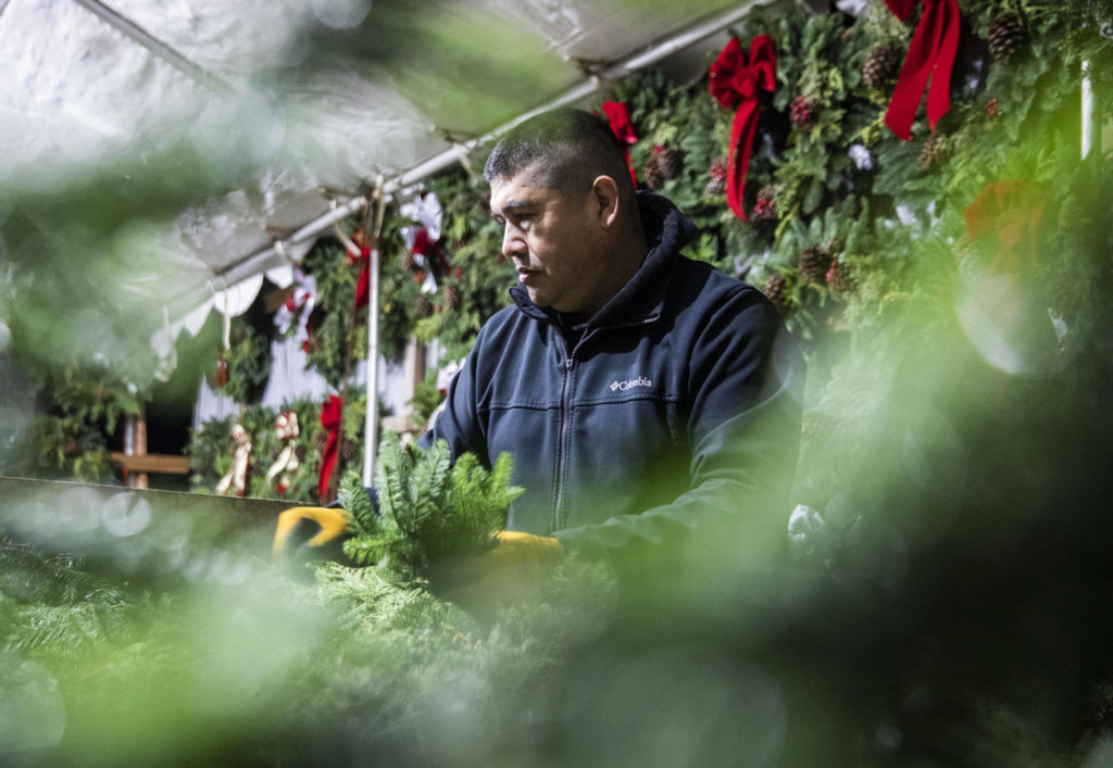 Franco Montano works on putting together a wreath at his workshop on Dec. 5, in Monroe. (Olivia Vanni / The Herald)
