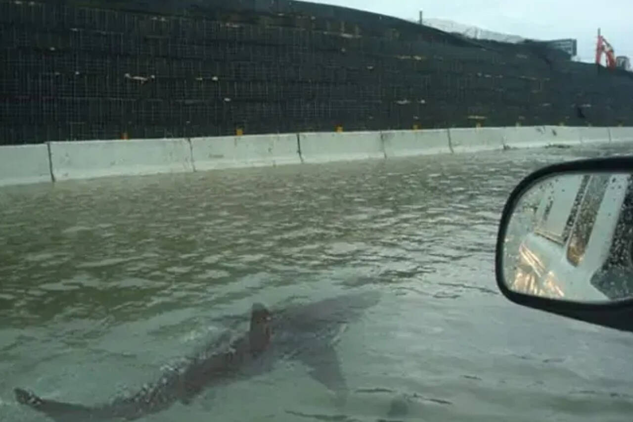 The fact-checking site Snopes has determined that this image, supposedly of a shark swimming along a highway after a hurricane, was a faked image, created as a hoax. It’s been used repeatedly as far back as 2011. (Snopes.com)