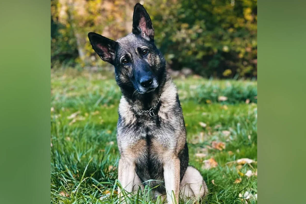 K9 Officer in training. - Photo courtesy of Snohomish County K9 Foundation