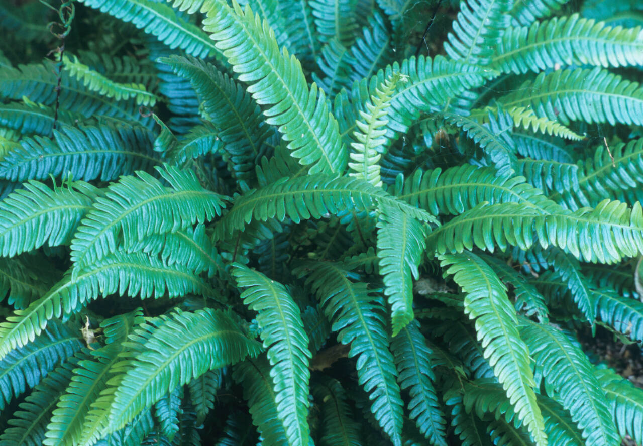 Blechnum spicant, commonly called deer fern. (Richie Steffen)