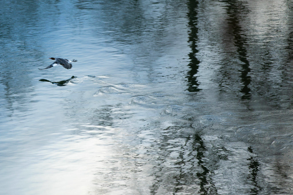 A female common merganser speeds off along the Snohomish River on Dec. 14, at Bob Heirman Wildlife Park at Thomas’ Eddy, in Snohomish. (Ryan Berry / The Herald)
